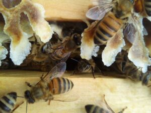 api azienda agricola dreosti corrado