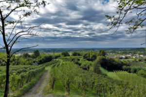 faedis territorio azienda agricola Di Gaspero Falvia & Umberto