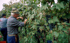 azienda agricola gianni macor vigneti