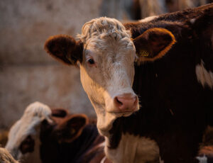 mucca pezzata rossa italiana la fattoria di pavia di udine