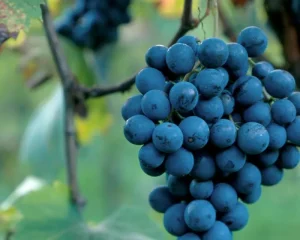 Grappolo - Refosco di faedis