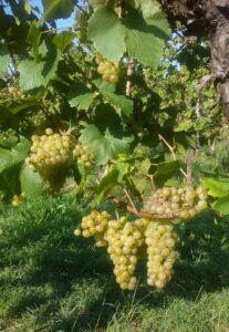 Uve Friulano di gaspero flavia e umberto