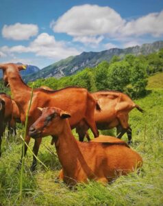 Capre al pascolo - Azienda Agricola Zore.