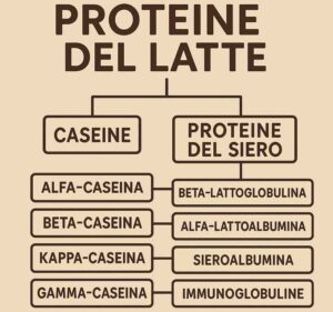 proteine del latte 