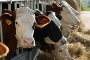 Bovine - azienda conferitore latteria di borgo Paludo