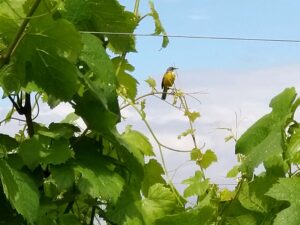 Cinciallegra su una vite, vigneti di Passariano