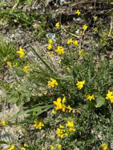 Fiori Spontanei su prato stabile