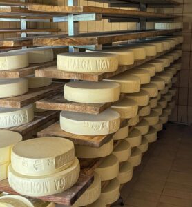 Formaggio Montasio appena prodotto a Malga montasio