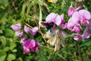 Insetto che si nutre del nettare di un fiore spontaneo