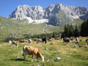 Mucche in apleggio sull'altopiano del Montasio