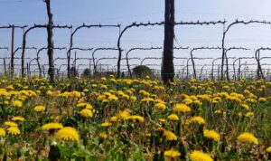 Vigneto SQNPI, Vendrame, Passariano