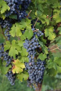 Uve di Cabernet