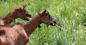 capre al pascolo a Taipana